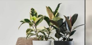 2 Zimmerpflanzen, Symbolbild