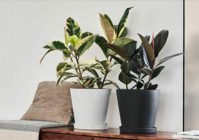 2 Zimmerpflanzen, Symbolbild 2 Zimmerpflanzen, Symbolbild