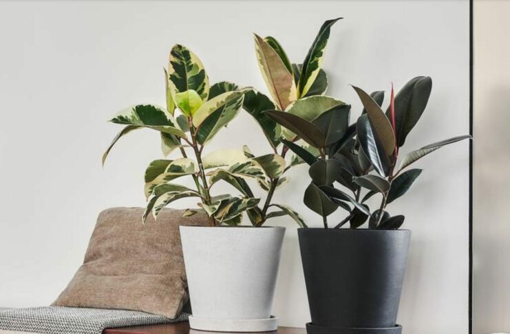 2 Zimmerpflanzen, Symbolbild