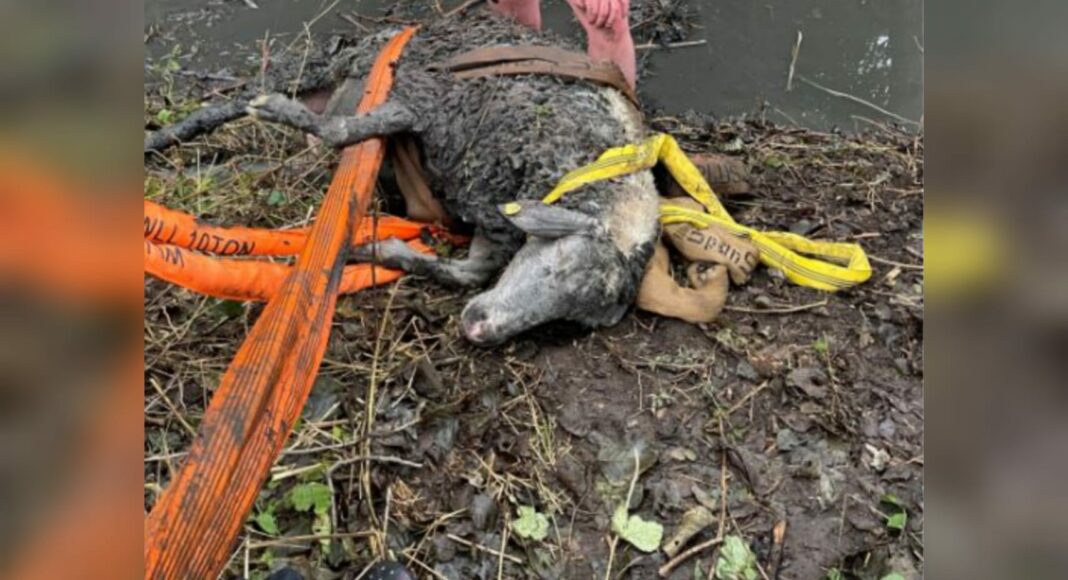 Schaf in Not, Tierrettung