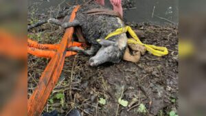 Schaf in not, tierrettung