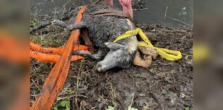 Schaf in Not, Tierrettung