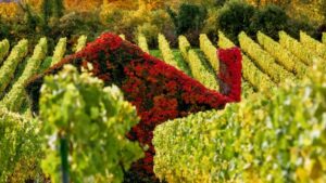 Polizei entdeckt per zufall brennendes fahrzeug neben der landstrasse