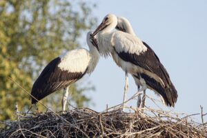 Storks 3560073 960 720