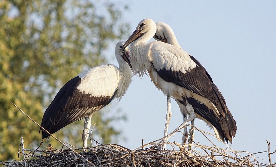 storks 3560073 960 720