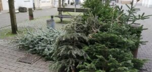 In mainz wurden einige tannenbäume nicht abgeholt Weihnachtsbaeume am strassenrand zur abfuhr