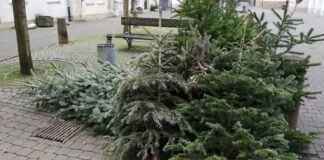 weihnachtsbaeume am strassenrand zur abfuhr
