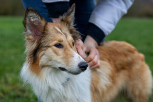 Zecken bei hunden: wie man die parasiten vermeidet und sicher entfernt Hund zecke 2022