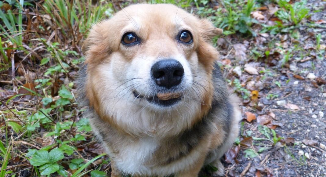 dog gaadd61702 1920