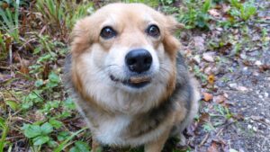 Bodenheimer traditionsbäckerei siener ausgezeichnet Bodenheimer traditionsbäckerei siener ausgezeichnet