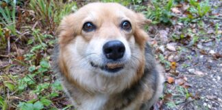 dog gaadd61702 1920
