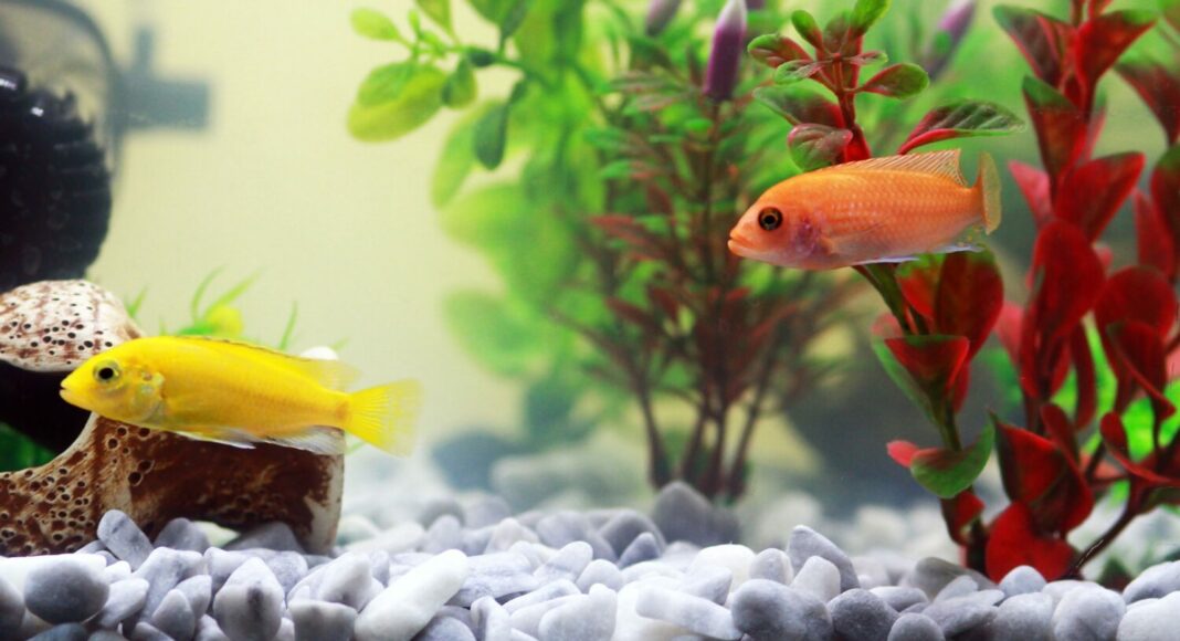 fish g90057d669 1920