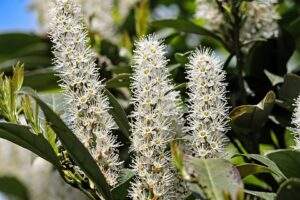 Hecken die auch im schatten gedeihen Cherry laurel 3372324 960 720