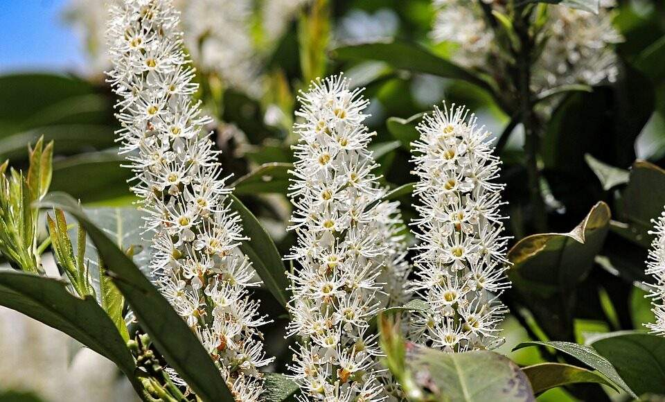 cherry laurel 3372324 960 720