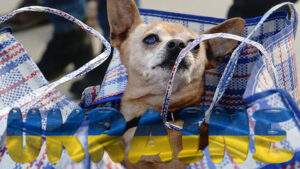 Ukraine hund1