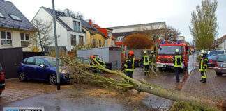 Baum1