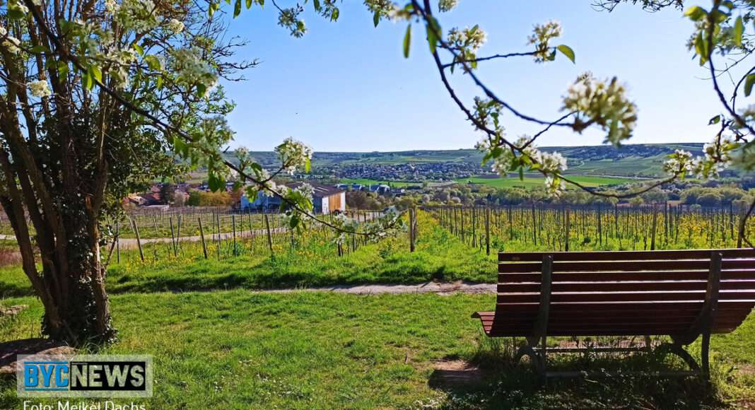 Rheinhessen9
