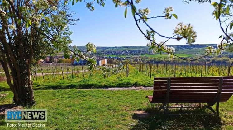 Rheinhessen9