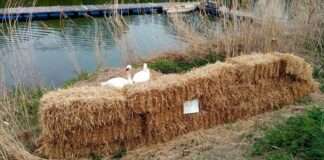 SchwaeneNackenheim e1650206044599