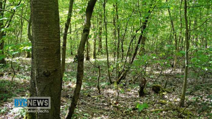 Wald