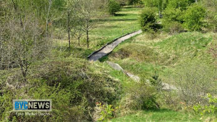 Wald Ober Olm10