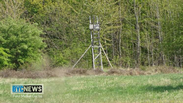 Wald Ober Olm11