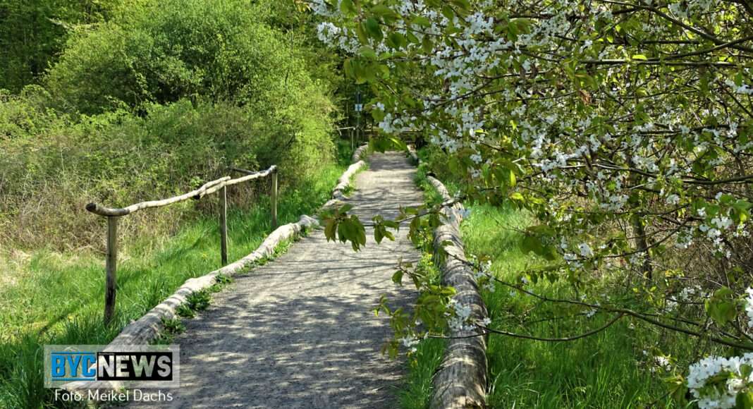 Wald Ober Olm12 Ober-Olmer Wald