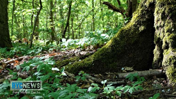Wald