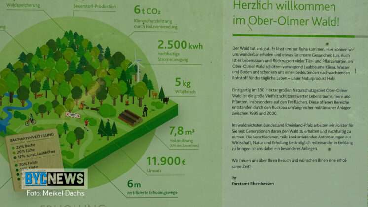 Wald Ober Olm3