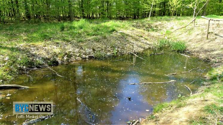 Wald Ober Olm4