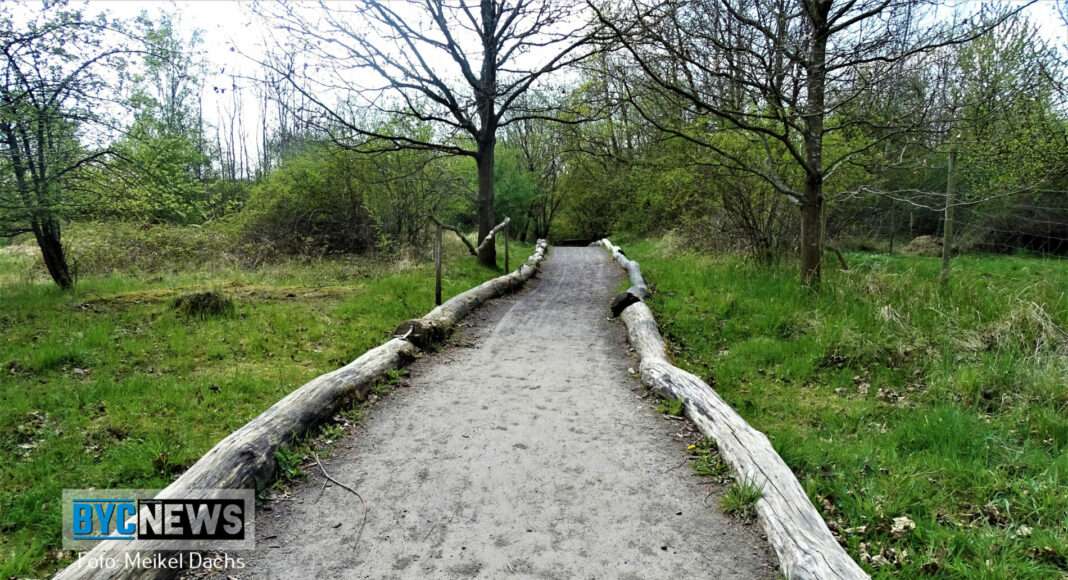 Wald Ober Olm5