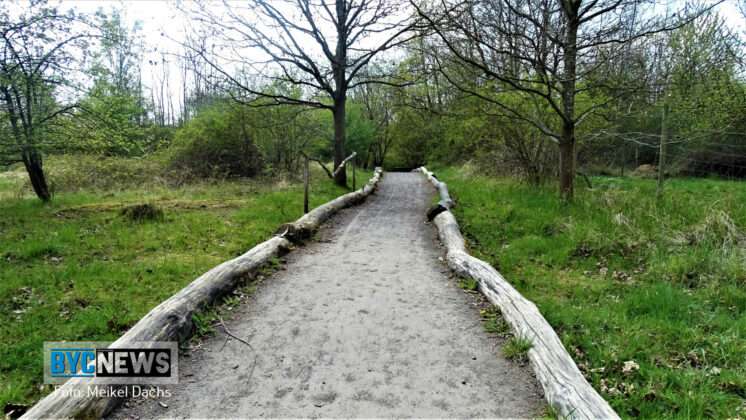 Wald Ober Olm5