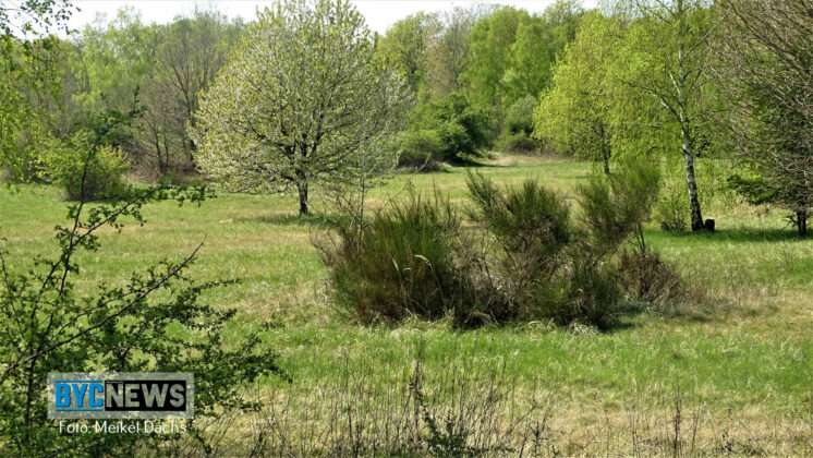 Wald Ober Olm6