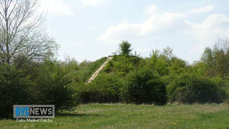 Wald Ober Olm7