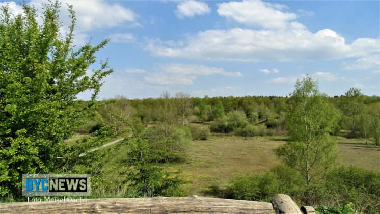 Wald Ober Olm9
