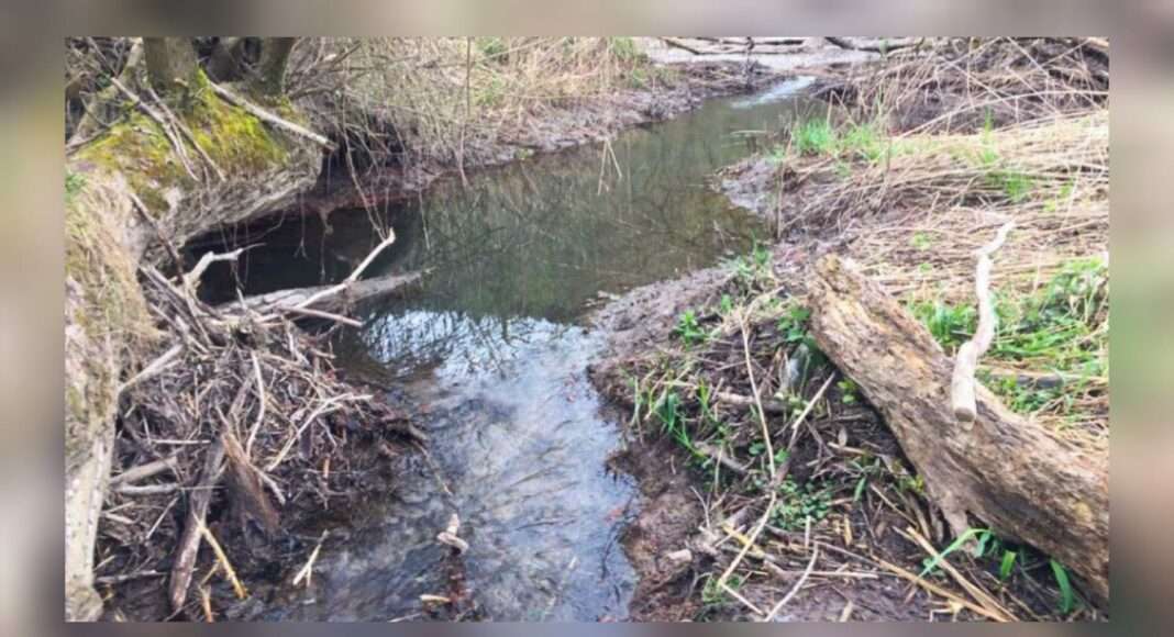 zerstörter Biberdamm