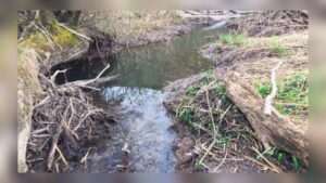 Zerstörter biberdamm