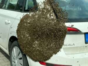 Bienenschwarm an skoda