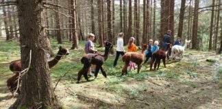 csm 172003.rgb 139f5001e5 e1649248607974