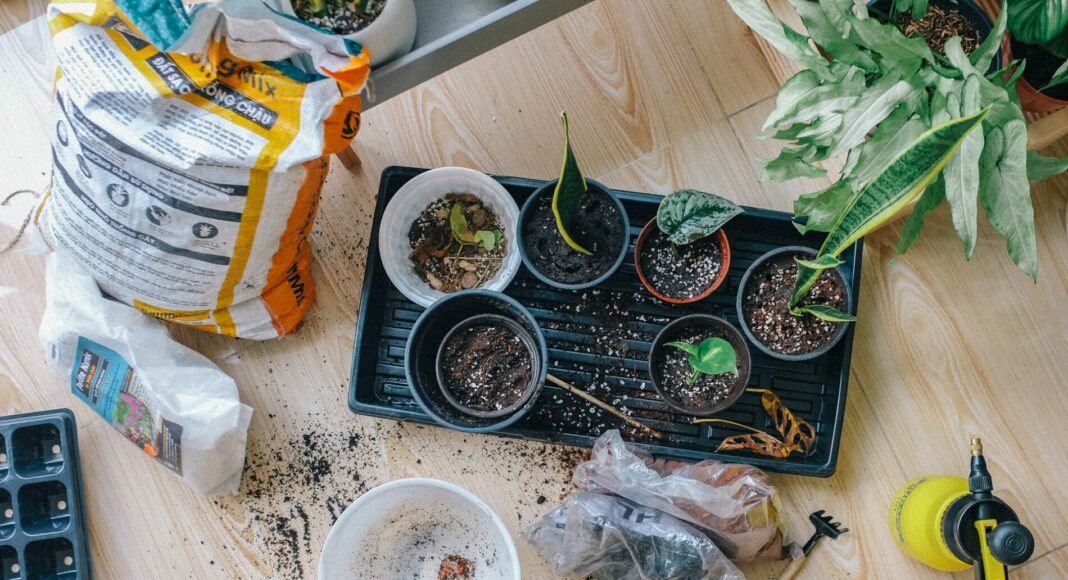 pexels huy phan 2987081