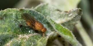 vinegar fly 5277795 960 720