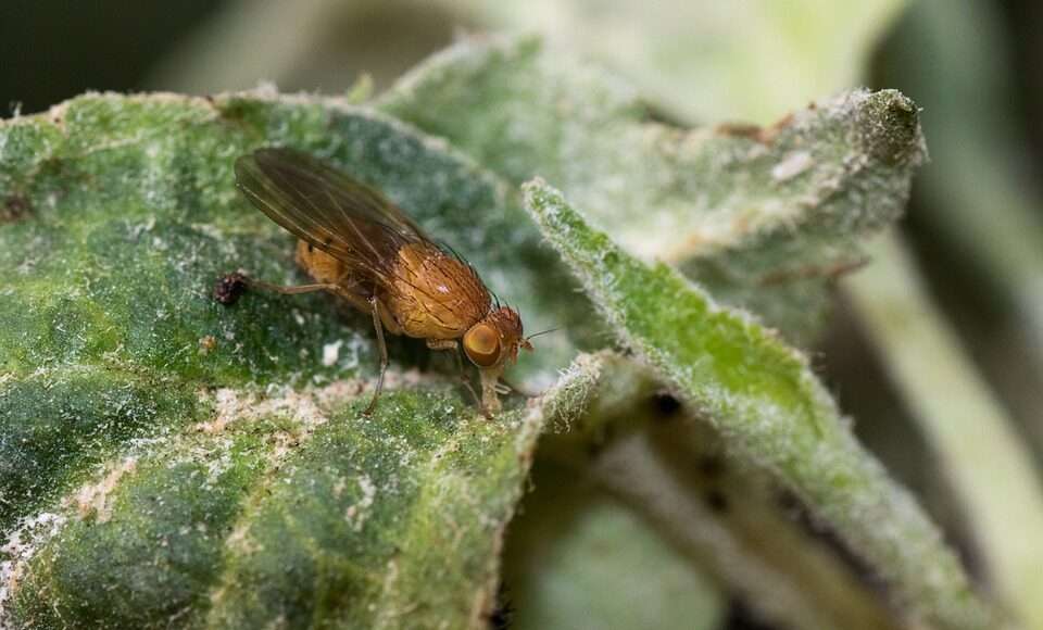 vinegar fly 5277795 960 720