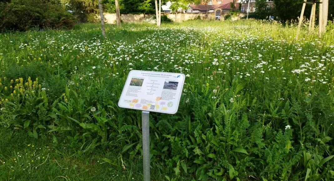 Bluehflaeche Verna Park e1652968304419