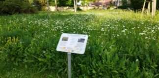 Bluehflaeche Verna Park e1652968304419