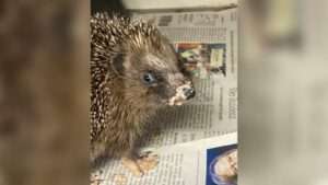 Der mainzstrand lädt wieder zur chill- und partyzone ein