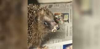 Igel auf Tageszeitung