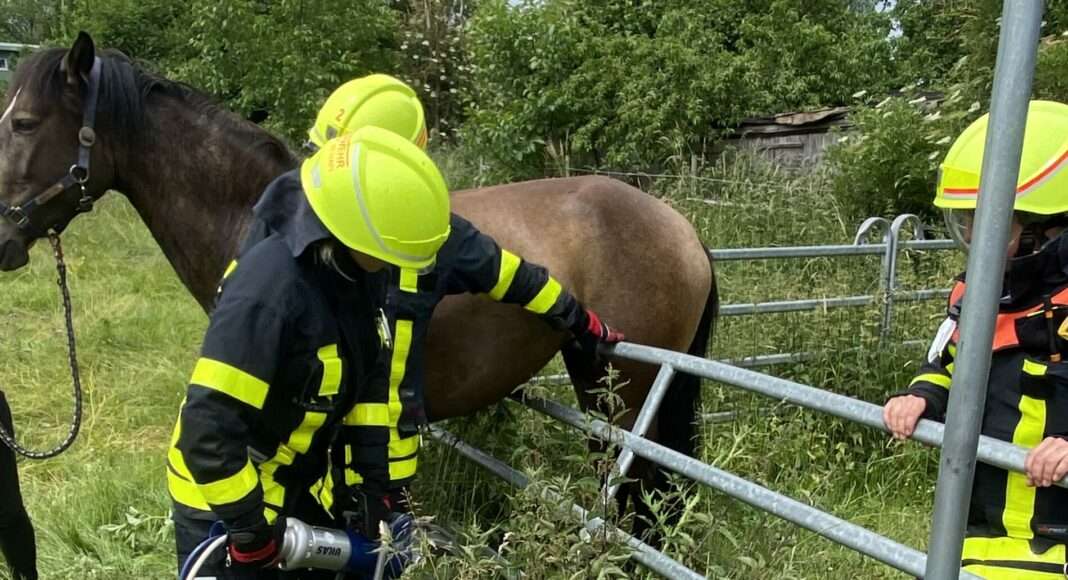 PferdbefreitNiederursel2 e1654710971144 PferdbefreitNiederursel2 e1654710971144