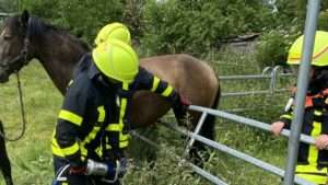 Tierrettung: feuerwehr befreit verletztes pferd in not Pferdbefreitniederursel2 e1654710971144