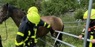 PferdbefreitNiederursel2 e1654710971144