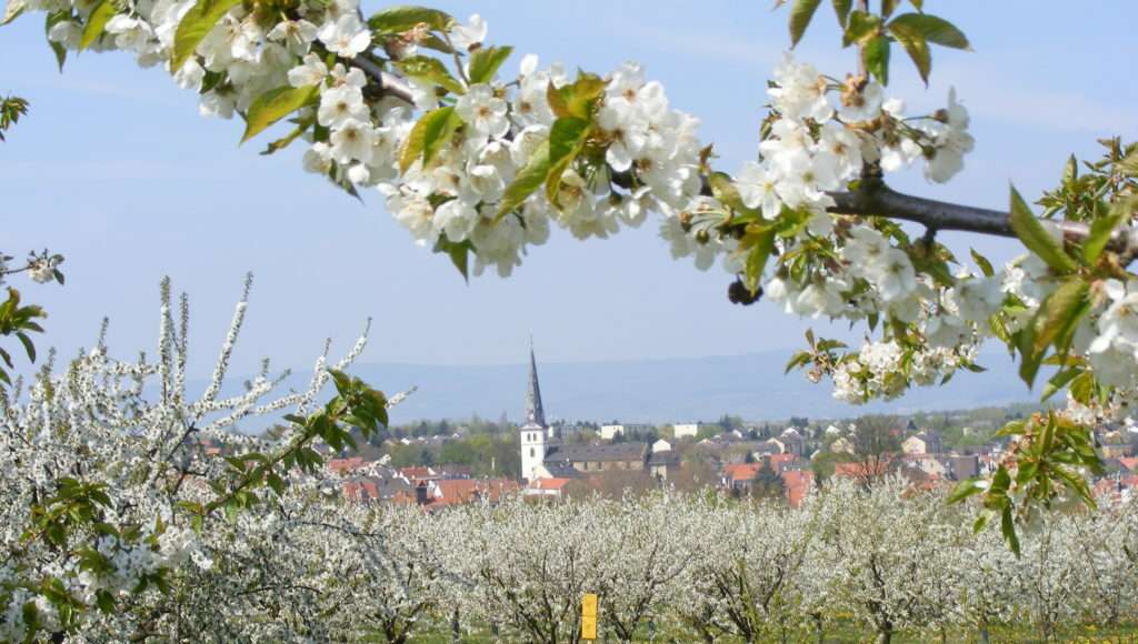 Obstblüte Mainz Finthen | Rheinland-Pfalz